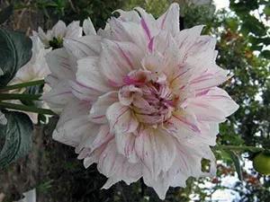 flori Dahlia - plantare și îngrijire, dalii fotografie, cultivare și descriere Dahlia; cum se păstrează (descriere) flori Dahlia - plantare și îngrijire, dalii fotografie, cultivare și descriere Dahlia; cum se păstrează