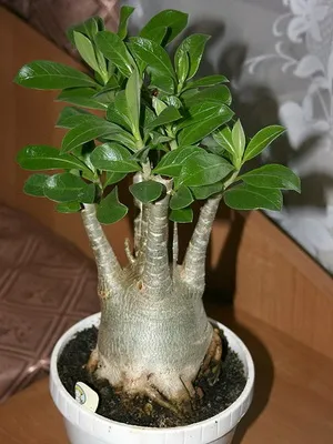 îngrijire video de flori Adenium, condițiile de creștere, schimbare în casă, fotografii și descrierea