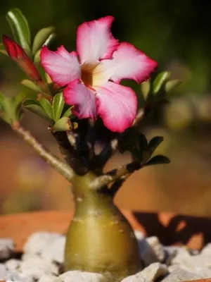 îngrijire video de flori Adenium, condițiile de creștere, schimbare în casă, fotografii și descrierea