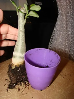 îngrijire video de flori Adenium, condițiile de creștere, schimbare în casă, fotografii și descrierea