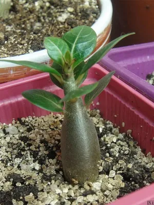 îngrijire video de flori Adenium, condițiile de creștere, schimbare în casă, fotografii și descrierea