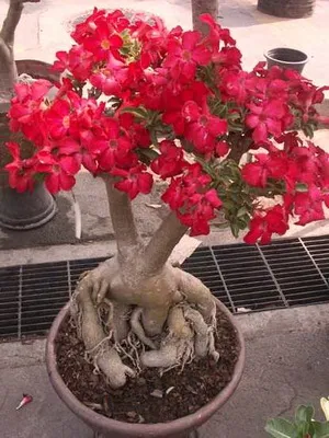 îngrijire video de flori Adenium, condițiile de creștere, schimbare în casă, fotografii și descrierea