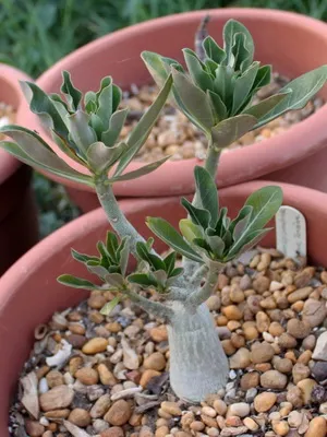 îngrijire video de flori Adenium, condițiile de creștere, schimbare în casă, fotografii și descrierea