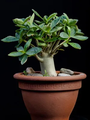 îngrijire video de flori Adenium, condițiile de creștere, schimbare în casă, fotografii și descrierea