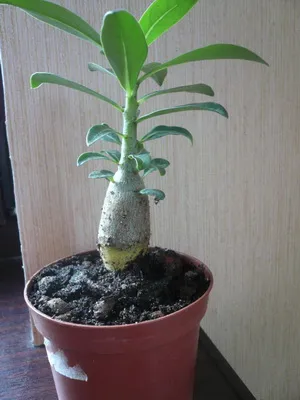 îngrijire video de flori Adenium, condițiile de creștere, schimbare în casă, fotografii și descrierea