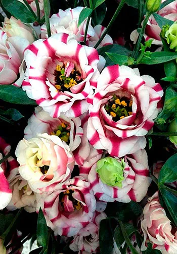 Flower Eustoma fotografie și descrierea condițiilor de creștere