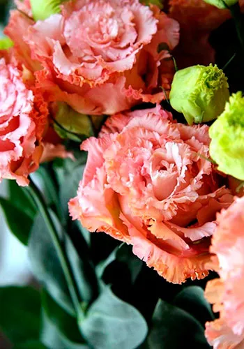 Flower Eustoma fotografie și descrierea condițiilor de creștere