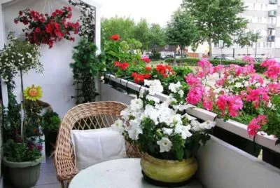 Flori de pe balcon în proiectarea cutii, scheme de plantare