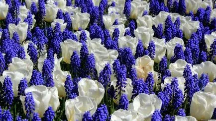 Muscari flori de plantare, îngrijire și propagarea în câmp deschis