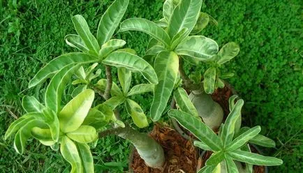 îngrijire video de flori Adenium, condițiile de creștere, schimbare în casă, fotografii și descrierea
