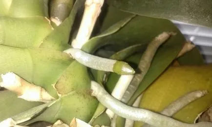 orhidee floare Spike