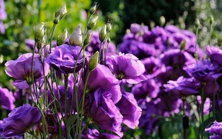 Flower Eustoma fotografie și descrierea condițiilor de creștere