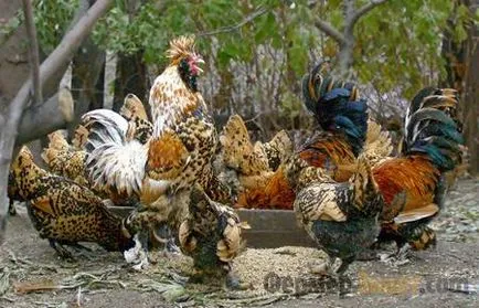 Caracteristici ornamentale pitic rase de pui