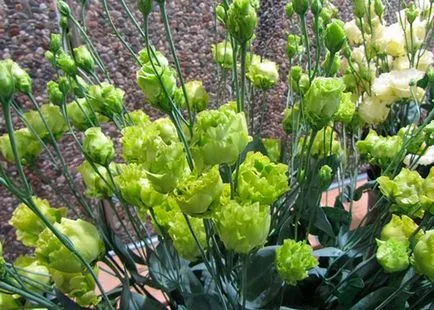 Flower Eustoma fotografie și descrierea condițiilor de creștere