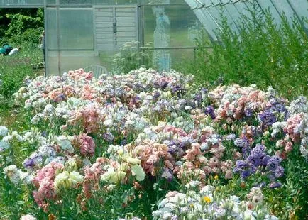 Flower Eustoma fotografie și descrierea condițiilor de creștere