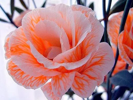 Flower Eustoma fotografie și descrierea condițiilor de creștere