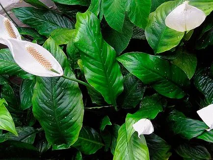 Flower Spathiphyllum - de îngrijire la domiciliu; de ce Spathiphyllum se usuca, galben, negru de cotitură și (în creștere) Flower Spathiphyllum - de îngrijire la domiciliu; de ce Spathiphyllum se usuca, galben, negru și de cotitură