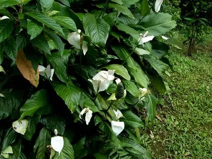 Flower Spathiphyllum - de îngrijire la domiciliu; de ce Spathiphyllum se usuca, galben, negru de cotitură și nu (sub) Flower Spathiphyllum - de îngrijire la domiciliu; de ce Spathiphyllum se usuca, galben, negru și de cotitură