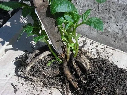 flori Dahlia - plantare și îngrijire, dalii fotografie, cultivare și descriere Dahlia; cum se păstrează (descriere) flori Dahlia - plantare și îngrijire, dalii fotografie, cultivare și descriere Dahlia; cum se păstrează