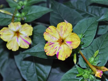 Floare frumusete noapte (mirabilis) - plantarea și îngrijirea în câmp deschis, mirabilis foto, (aterizare) Floare frumusete noapte (mirabilis) - plantarea și îngrijirea în câmp deschis, mirabilis foto,