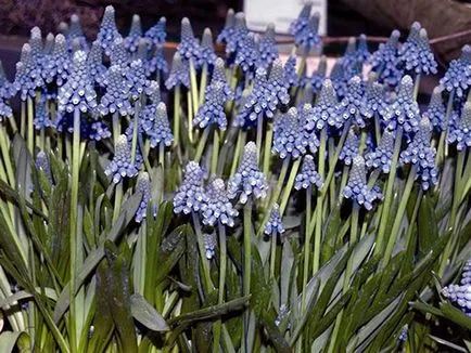 flori Muscari - plantare și îngrijire, fotografie muscari, cultivare și depozitare; Muscari după înflorire