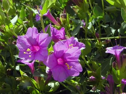 Floare frumusete noapte (mirabilis) - plantarea și îngrijirea în câmp deschis, mirabilis foto, (frumos) Floare frumusete noapte (mirabilis) - plantarea și îngrijirea în câmp deschis, mirabilis foto,