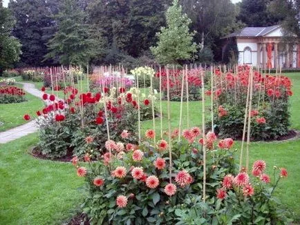 flori Dahlia - plantare și îngrijire, dalii fotografie, cultivare și descriere Dahlia; cum se păstrează (flori) flori Dahlia - plantare și îngrijire, dalii fotografie, cultivare și descriere Dahlia; cum se păstrează
