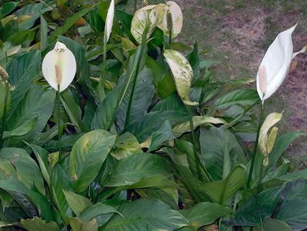 Flower Spathiphyllum - de îngrijire la domiciliu; de ce Spathiphyllum usuca, galben, înnegrită sau (reproducere) Flower Spathiphyllum - de îngrijire la domiciliu; de ce Spathiphyllum se usuca, galben, negru și de cotitură