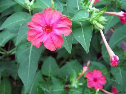 Flori de noapte frumusete (mirabilis) - plantarea și îngrijirea în câmp deschis, fotografie mirabilis (mirabilis) Floare frumusete noapte (mirabilis) - plantarea și îngrijirea în câmp deschis, mirabilis foto,