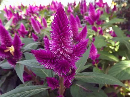 Florile celosia - în creștere din semințe; fotografie celosia, plantare celosia și de îngrijire în grădină; celosia fulg (semințe) Florile celosia - în creștere din semințe; fotografie celosia, plantare celosia și de îngrijire în grădină; celosia pene