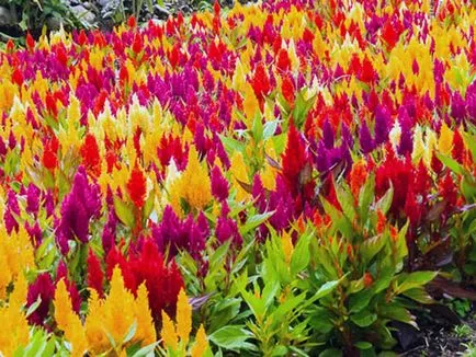Florile celosia - în creștere din semințe; fotografie celosia, plantare celosia și de îngrijire în grădină; pinnate celosia (aterizare) Florile celosia - în creștere din semințe; fotografie celosia, plantare celosia și de îngrijire în grădină; celosia pene