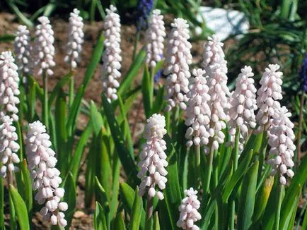 flori Muscari - plantare și îngrijire, fotografie muscari, cultivare și depozitare; Muscari după înflorire