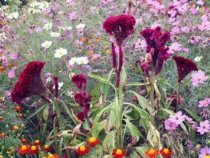 Florile celosia - în creștere din semințe; fotografie celosia, plantare celosia și de îngrijire în grădină; pinnate celosia (semințe) Florile celosia - în creștere din semințe; fotografie celosia, plantare celosia și de îngrijire în grădină; celosia pene