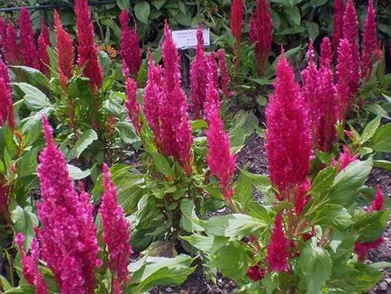Florile celosia - în creștere din semințe; fotografie celosia, plantare celosia și de îngrijire în grădină; celosia fulg (de îngrijire) Florile celosia - în creștere din semințe; fotografie celosia, plantare celosia și de îngrijire în grădină; celosia pene