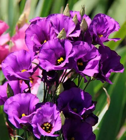 Flower Eustoma fotografie și descrierea condițiilor de creștere