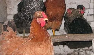 rase miniaturale pui cei mai buni reprezentanți, foto și descrierea (reprezentanților) rase miniaturale pui mai buni reprezentanți, fotografie și descrierea