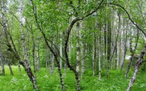 lemn Zebrano
