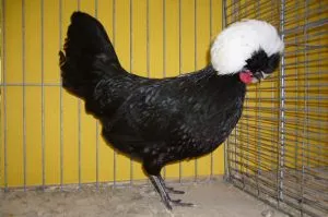 rase miniaturale pui cei mai buni reprezentanți, foto și descrierea (reprezentanților) rase miniaturale pui mai buni reprezentanți, fotografie și descrierea