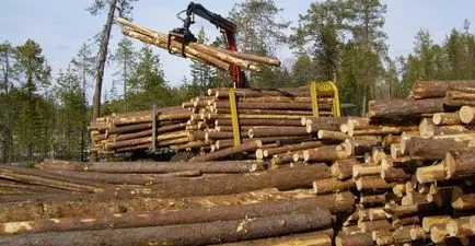 Lemn pentru construirea casei - o trecere în revistă a materialelor de constructii, poweredhouse