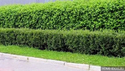 arbuști ornamentali pentru grădină și grădină (arbuști Bush) arbuști ornamentali pentru grădină și grădină