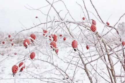 arbuști ornamentali și copaci pentru fotografie gradina, nume, tipuri (arbori) arbuști ornamentali și copaci pentru fotografie gradina, nume, tipuri