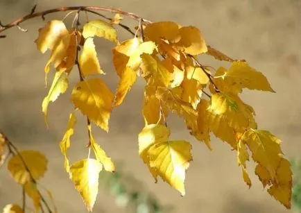 Arbori și arbuști în toamna
