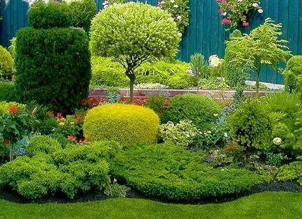 arbuști ornamentali și copaci pentru fotografie gradina, nume, tipuri (arbori) arbuști ornamentali și copaci pentru fotografie gradina, nume, tipuri
