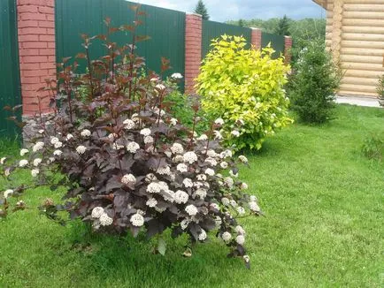 arbuști ornamentali pentru grădină, design peisagistic de grădină diferite compoziții de copaci,