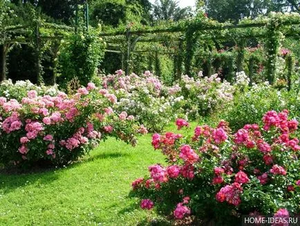 arbuști ornamentali pentru grădină și grădină (arbuști) arbuști ornamentali pentru grădină și grădină