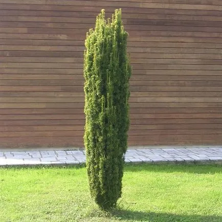 arbuști ornamentali și copaci pentru fotografie gradina, nume, tipuri (rase) arbuști ornamentali și copaci pentru fotografie gradina, nume, tipuri