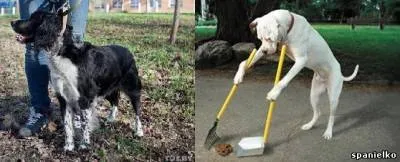 regulile existente pentru păstrarea câini - spaniel cu privire la conținutul - articole director - Moscova