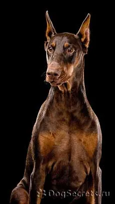 Descrierea rasei Doberman a caracterului de câine, prețul de pui, foto (caractere) Descriere Doberman rasa, câini în natură, prețul de pui, poze