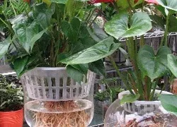 hidroponia auto-avantaje, soluții (Hydroponics) Acasă hidroponică beneficiază de soluții