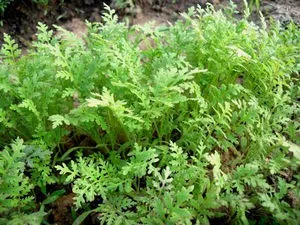 De ce și când să semene Phacelia